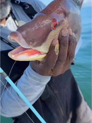 Some nearshore reef fishing with Captain Mike Goodwine of @Blackneck adventures, and we got on some big ol’ HOGS!!! Coming Soon for our Insider Club Members ➡️ Nearshore Fishing Mini-Course!! It’s gonna be good!! #hogfish #nearshore #nearshorefishing #reeffishing #saltwaterfishing #fishingcommunity #saltstrong #fishinglife #fishingtips #hogfishing #offshore #snapperfishing