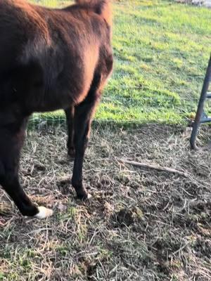 Dragon filly might be getting closer to tamed! #tennesseewalkinghorse #thepurplerain #votenotothepastact #letemwalkon #versatile #gaitedhorses #gaitedhorse #railtotrail #agvocate #horsemanship #horsetraining #education #showhorse #fallfoal #history 