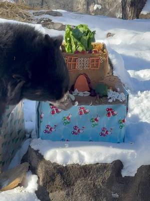 Boxing Day means something a little different here at the Rosamond Gifford Zoo…🤔 #Syracusezoo #Syracuse #CNY #OnondagaCounty #HappyHolidays