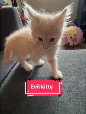 Meet Miku lol   #catsoftiktok #evilkitty #kitten #cat #catmom #kittytok #fyp