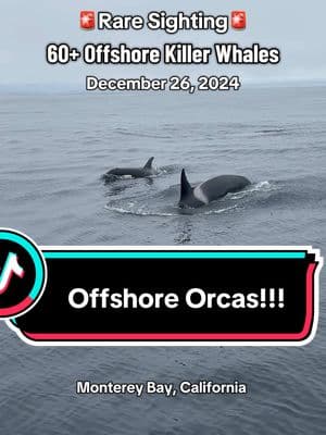 Just when we are wrapping up the year, the Offshore Killer Whales said hold my beer. We haven’t had an offshore Killer Whale sighting since 2021! They are rare and elusive and are often hundreds of miles offshore (hence the name).  However, with the Monterey Bay Submarine Canyon, we have deep waters so close to shore and they like to come in our area occasionally. Now this ecotype of Orca goes after large fish like Tuna and sharks! What a unique sighting today during the afternoon trip! . . #montereybay #whalewatching #orcas #offshoreorcas #killerwhales #whales 