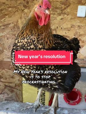 Why this chicken keep telling jokes, I thought she’s serious 😭😭😭 #newyearresolution #newyear #joke #funny #funnyjokes #funnyvideo #si_melly #dadjokes #resolution #procrastinating #procrastination 