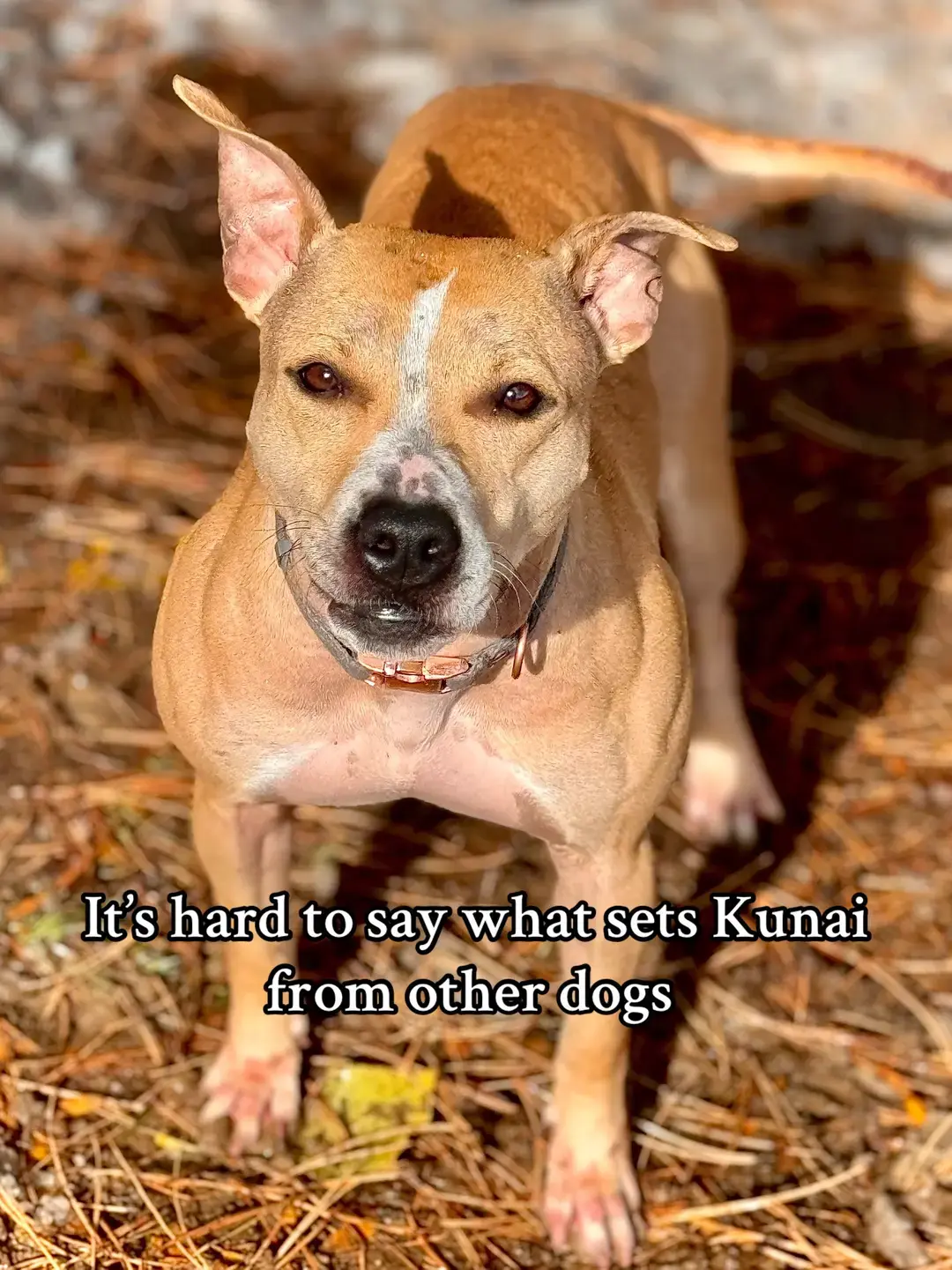 Saw @malaya do this and I gotta do it for Kunai lol maybe Odie later  #sportingdogs #terriers #dogsports #adbaapbt #americanpitbullterriers #dogcommunity #highdesertsportingdogs 