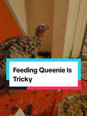 Good thing I know how to dodge her attacks! Sometimes she does get me and it does hurt but it's all out of love right? #blindturkey #petturkeys #petturkeysoftiktok #blindanimal #queenie 