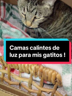 #michis #cats #gatostiktok #paratiiiiiiiiiiiiiiiiiiiiiiiiiiiiii #locuentoentiktok #navidadentiktok 