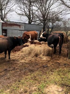 #fyp #jay_in_texas #texas #cows #cowsoftiktok 