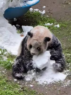 Playing with snow#foryoupage#giantpanda #tiktokanimal#DreamJobPanda#panda#fyp#foryou#viral#funny#comedy