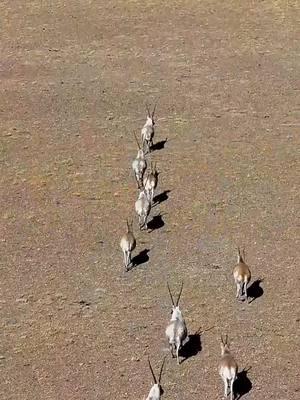 Heaven to the wildlifes~A herd of Tibetan antelopes are seen roaming freely among the vast mountains and wild grasslands in Ngari Prefecture, southwest China's Xizang. #wonderfulChina #amazingChina #wildlife #grassland #Tibetan #antelope #southwestChina #Xizang #travelinChina