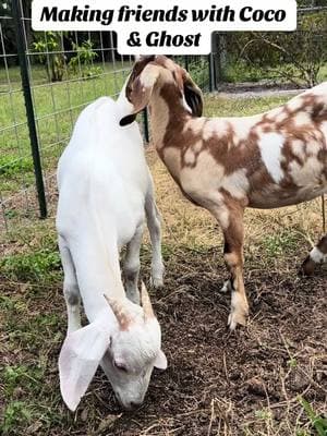 Making fiends with Coco & Ghost #nubiangoats #babygoats #cherrios #onthefarm #beautifulthings 