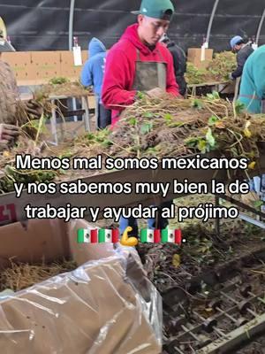 orgullosamente Mexicanos. #raiz #fresa #orgullo #mexicano #mexicanosenusa #trabajandoduro #vivamexico🇲🇽 #gente #trabajador #sueñoamericano #fypシ゚viral #sueño 