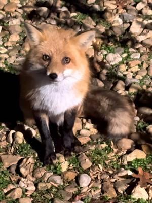 Clarence popped by! 💞🦊 #foxes #Love #animals #beauty #nature #💞