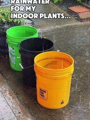 I should really get some gutters… 😆 #rainwater #rainwatercollecting #rainwaterharvesting #texasgarden #texasgardenguy #texasgardening #garden #gardening #springgarden #growfoodnow 