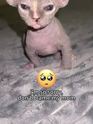 Part343丨Little guys and mom🤣🤣#funnycats #funnyanimals #petvideos #cat #catsoftiktok #fyp #usa #longervideos #cats #fypage #fypシ゚viral #fyppppppppppppppppppppppp #catbaby #baby #babylove 