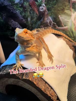 When your bearded dragon is goofy. She always be laying like this. Doing her little splits. #fypシ゚viral #MomsofTikTok #fy #fyppppppppppppppppppppppp #beardeddragon #beardeddragonsoftiktok #beardiemom #beardeddragons 