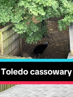 #science #animalsoftiktok #cassowary @𓈊˚✧Scree✧˚𓈊 