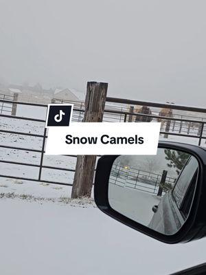 Snow camels! 🐪🐪🐪🐫 #k9cowgirl #camels #snow #caninecattleandcamelranch #HeatherBeck 