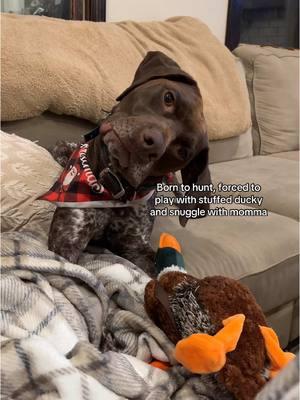 Born to hunt, forced to play with stuffed ducky and snuggle with momma #fyp #foryou #gsp #gspsoftiktok #gspoftheday #gsplife #gspmom 