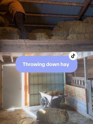 Today on the chores list: throwing down hay!! Felt cute might delete later 🥰🤣  #farm #farmstead #chores #hay #homestead #goats #animals #animalchores #farmchores #farming #wisconsin #farmlife #farmtok #winterfarm 