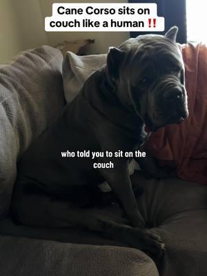 Who told him to get on that couch?!! #canecorso #stacxxcanecorso #canecorsoitaliano #canecorsomastiff #funny #relateable 