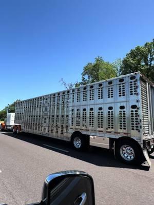 Is it summer yet?☀️#livinthedream #peterbilt #livestock #summershine 