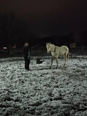 Teaching an unhandled stud colt  to be caught 🥰 #licknchewhorsemanship #studcolt #horsetraining #coltstarting #tennesseewalkinghorse @Kora❤️ 