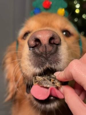 #OpenFarmPartner Donut was on the nice list this year so Santa brought him his favorites from @Open Farm Pet— single ingredient Cod Skin Treats and Freeze-Dried Raw Dinner Patties 🤩 Use code DONUT for 15% off your order!!! #dogsoftiktok #dogtreats #dogfood #rawdogfood #giftforpet 