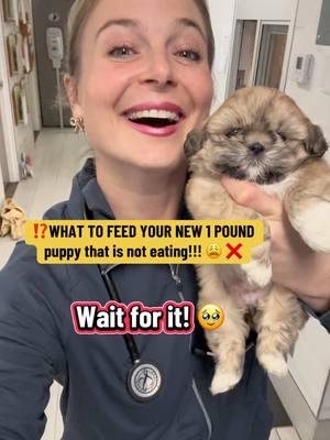 👩‍⚕️ PUPPIES NEED TO EAT 3x A DAY!  Puppies will fade fast if they skip just one meal.  🌟 I have lectured so many new puppy owners today about this that I could pass out. But I’m making this post to remind you guys to use boiled chicken to help your puppies eat, grow, stay healthy and strong!  👇COMMENT WHAT YOU FEED YOUR 8 week old NEW PUPPIES! • #veterinarian #vetgirl #vetmed #veterinariansoftiktok #veterinarymedicine #shihtzu #shihtzupuppy #chihuahua #yorkie #maltese #puppiesoftiktok #puppy #puppytips #puppycare #pettips #petcare #pets #petlover #petlife #newpuppy #toocute #socute #adorable #animal 