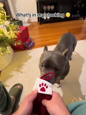 ☺️ #americanbullyofficial #dogsoftiktok #pocketbully #dogchristmaspresent #dogchristmasgift #dogstockingstuffers 