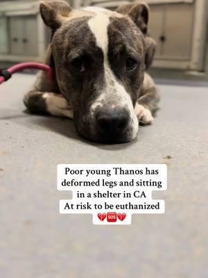 #thanos #pitbull #dog #shelterdog #stray #fyp #fypシ #medical #shelter #adopt #adoptme #adoptdontshop #dogs #help #saveme #rescue 