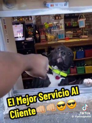 El Mejor Servicio🐾😎 #tiktokanimals #dog #tiktokdogs #pitbull #costumerservice #bestfriend #50cent #fistbump #whatsup #foryourpage #viralvideo #trending #liquorstore #tiendas #servicioalcliente 