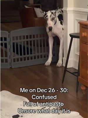 What day even is it?! #greatdane #dogsoftiktok 