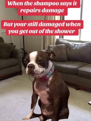 #jokes #damagedhair #damage #tofargone #gone #gonewrong #ftpシ #fypシ゚viral #MentalHealth #mentalhealthmatters #ladiesoftiktok #menoftiktok #ladies #ladiesnight #narctok #hurt #hurtmyfeelings #cryingdog 