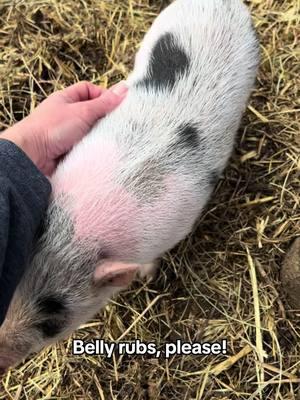 She loves belly rubs 🐷 #follow #pigs #babypigs #pigglet #piglove #piglover #minipig #pigsoftiktok #farmlife 