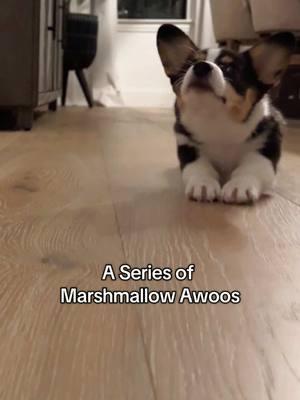 A series of fortunate awoos ♥️🐾 volume up for 3 awoos! #morningswithmomo #corgisoftiktok #pembrokewelshcorgi #welshcorgi #welshcorgipembroke #corgipuppy #marshmallow #awoo 