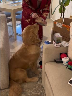 Nash loves a good haul   #goldenretriever #goldenretrieverpuppy #goldenretrieversoftiktok #puppylove #sleepypuppy #happydog #goldenretrieverlife #goldensoftiktok #goldenpuppy  