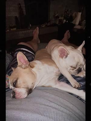 My Dogs! #cooldudeshit #daddogs #frenchiesoftiktok #frenchies #clingypet #mydogs 