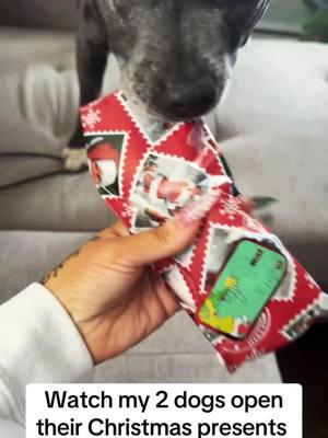 My sweet little old gals always love opening presents 🎄🤣 #englishstaffy #staffordshirebullterrier #staffiesoftiktok #christmas #dogsoftiktok 