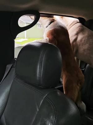 40 degrees in the mitten today, the boys got the chance to ride with the winder down #jadedj #heelersoftiktok #redheeler #miniaussie #Texasheeler #Ace #boynamedSue #girlswhodrivetrucks 