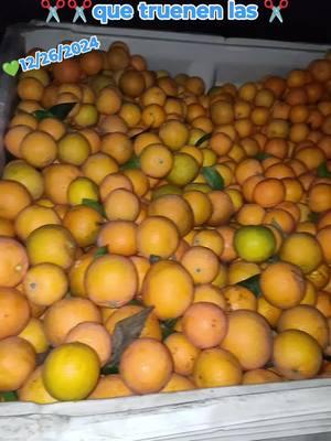 #pisca #mandarinas #🍊🍊 #2024 #citricos ##californiaadventure #fypシ゚viral #paratii 