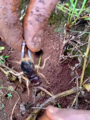 Watch how I put that ants stick into that deep hole to catch some crickets  🦗 #catch #ants #wildlife #insects #deephole #LearnOnTikTok #bugs #nature 