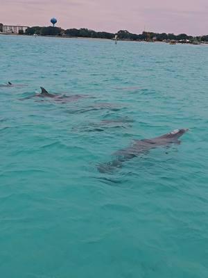 Today was all about the dolphins! #emeraldcoastislandexcursions #destinflorida #crabisland #florida #fortwaltonbeach #30a #okaloosaisland #navarrebeach #familyvacation #bacheloretteparty #dolphins 