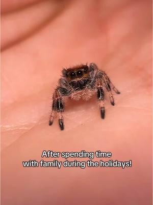 Have you found the perfect baby yet?? 🤗  #jumpingspider #myspooders #pet #salticidae #jumpingspidercommunity #regaljumpingspider #phidippusregius #velma #vidia #fira #babiesoftiktok #PetsOfTikTok 