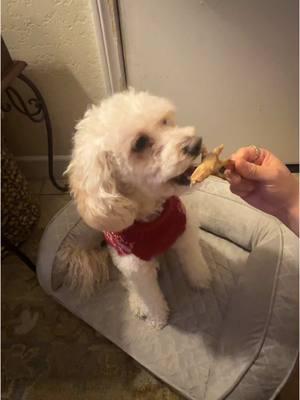 #CapCut He was so happy with this treat #fyp #chickenfeet #treatsfordogs #tiktokshopfinds #TikTokShop 