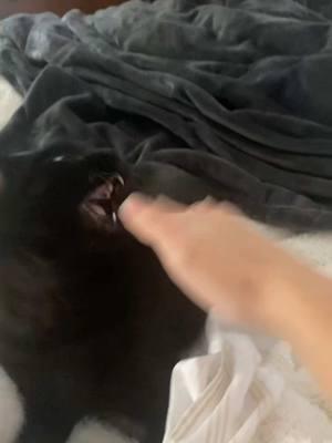 Babies is quite temperamental 🐈‍⬛💅 #cat #cats #blackcats #kitten #kitty #kitty #kittycat #adorable #cute #cutecat #angrycat #catsoftiktok #catlover #cattok #cutie #void #voidcat 