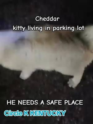 @Bobbi Cross has found Cheddar at a Circle K parking lot He needs a safe place to go. There are not a lot of resources in rural Ky. Please help Cheddar #cat #catsoftiktok #nomoresadkitties #catrescue 