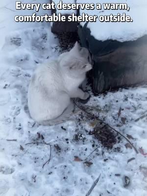 A cozy haven for chose who need it most #straycat #catsoftiktok #catshelter #cathouse #rescuecat #feralcat #shelter #aivituvin 