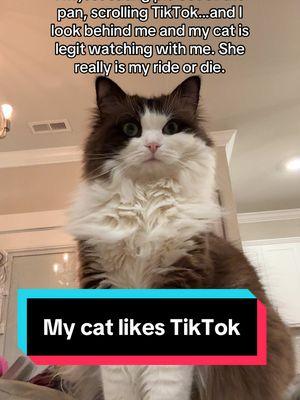 Meredith Mae and I both loveeee some TikTok #cattok #catoftiktok #funnycats #meredithmaeragdollcat #catlover #ragdollcat 