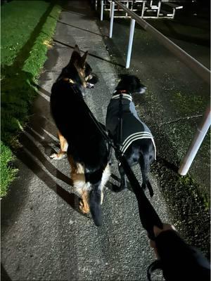 These guys are the reason I feel safe walking around at night #gsd #catahoula #gwp #dogmom #packwalk #packmentality #dogparentsoftiktok #dogmomlife #guarddogs #protectiondogs #goodboys #kingshepherd #tandemleash 