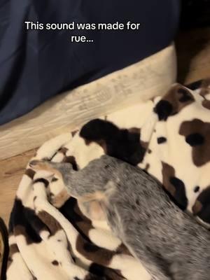 #oklahoma #fypシ゚viral #trend #trending #puppy #pup #dog #dogsoftiktok #puppysoftiktok #blueheeler 