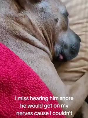 #tiktok #doggylove #hurting #pitbullsoftiktokviral #letsgoviral #followme #onthisday #thatsmyboy #pitbullsoftiktokviral #doggylove #justmeandmydog #myloves #imissyou #mybaby #snoring 